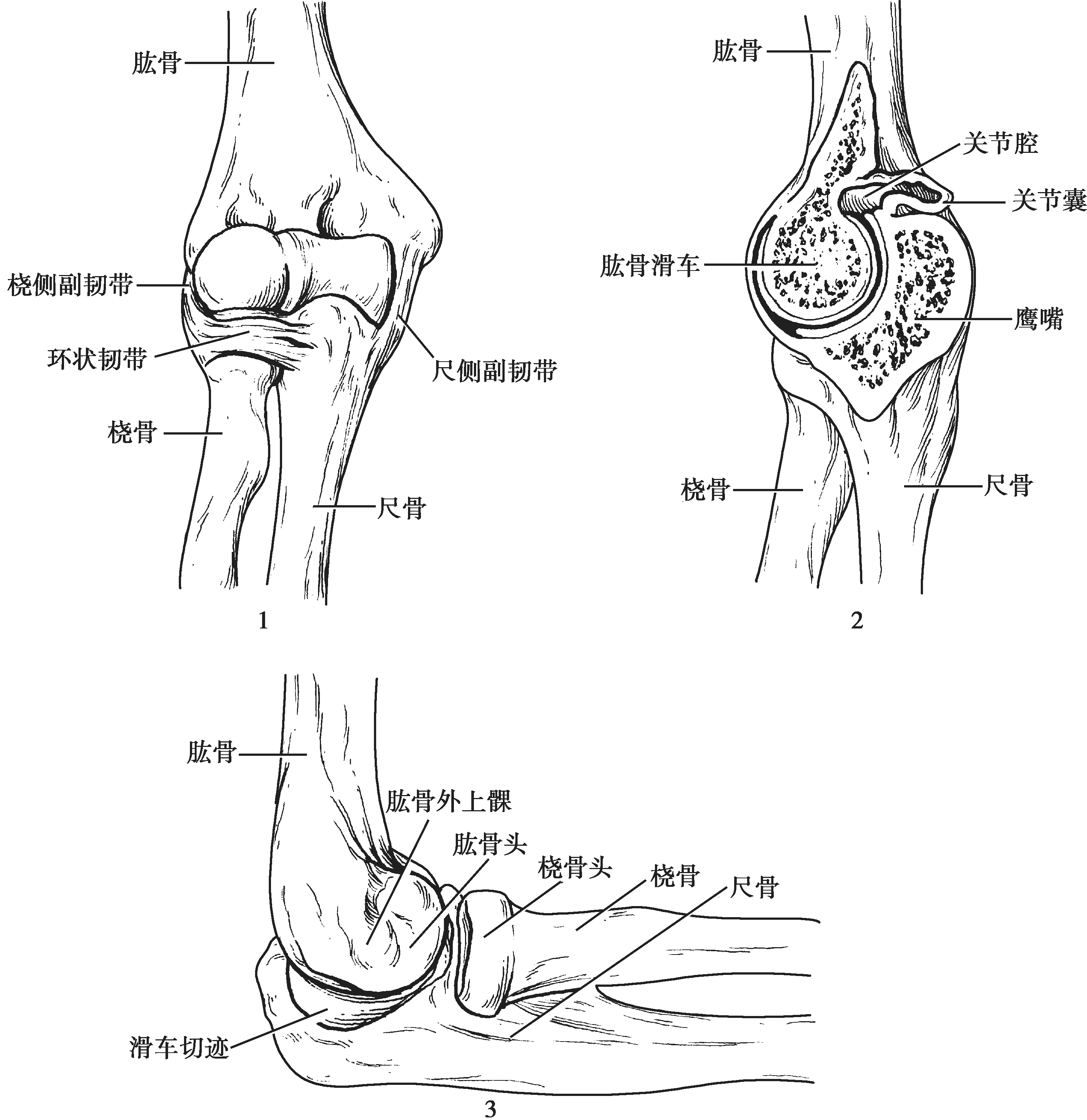 图6-11 肘关节1.前面;2.矢状切面;3.