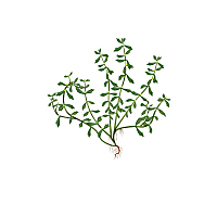 鹅不食草