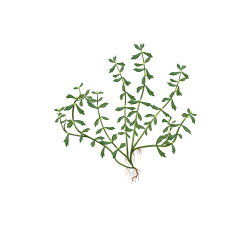 鹅不食草