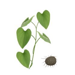 黄药子