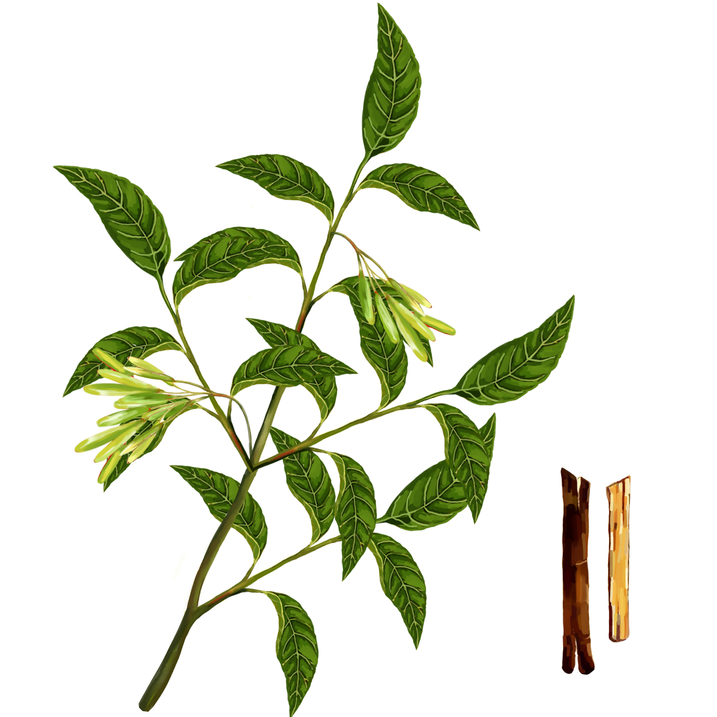 [秦皮]-人卫中医助手-中国临床决策辅助系统-人卫智数-人民卫生出版社