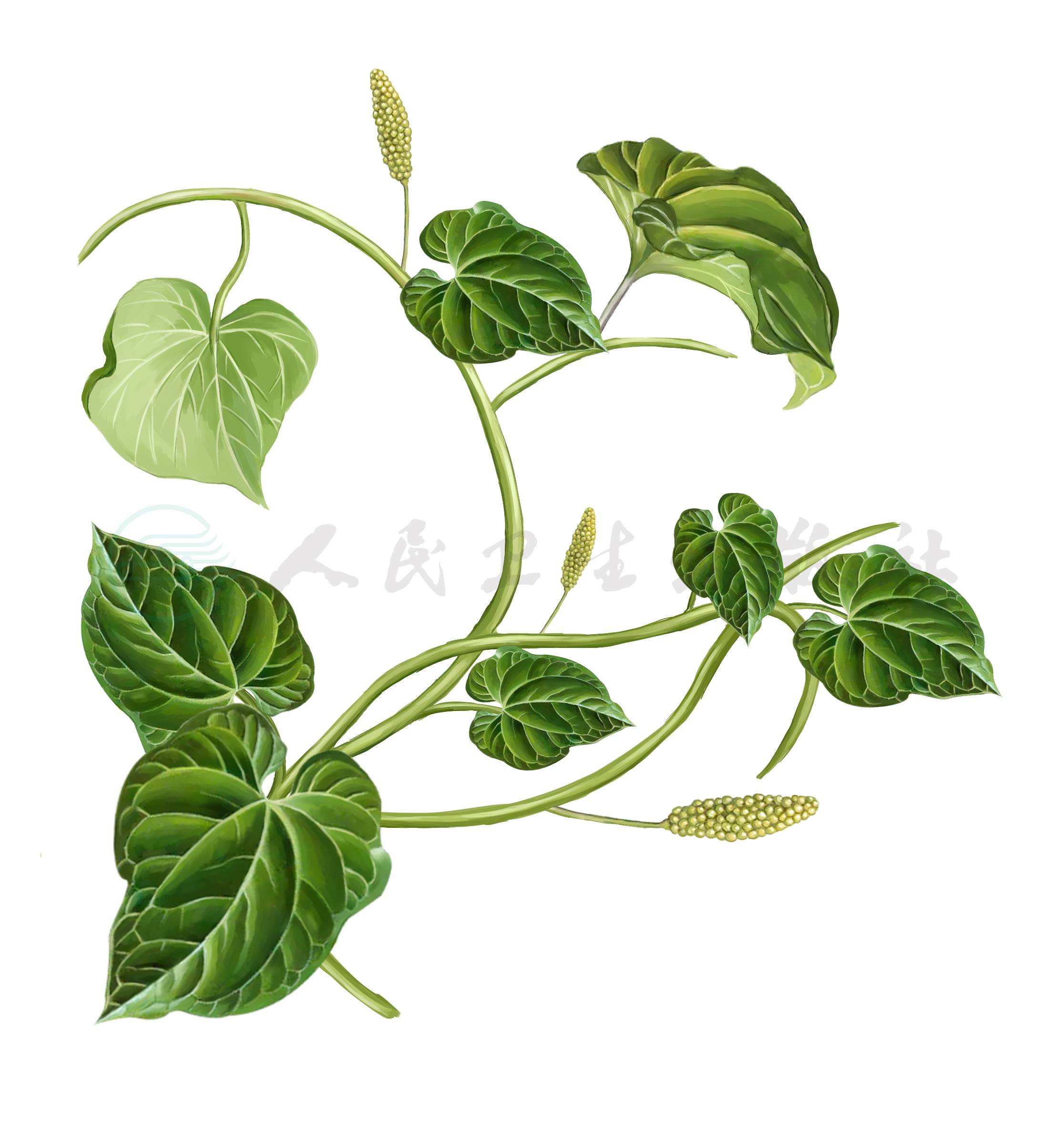 荜茇植物图,植物图(第2页)_大山谷图库